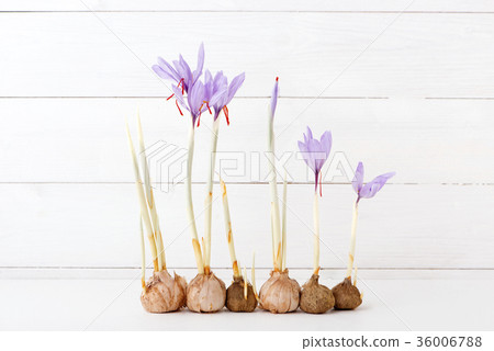 藏紅花藥用藏紅花香料 36006788