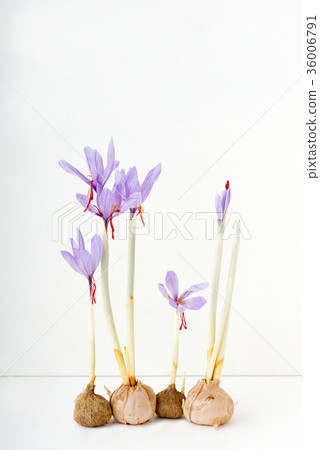 藏紅花藥用藏紅花香料 36006791