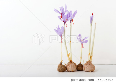 藏紅花藥用藏紅花香料 藏紅花藥用藏紅花香料 36006792