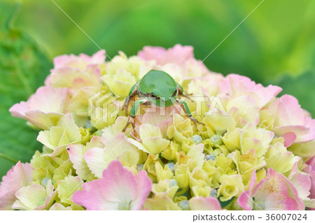 Hydrangea flower and frog 36007024