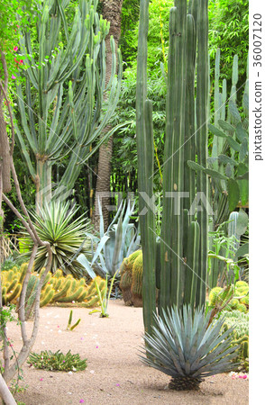 Cacti in Jardin Majorelle Garden Marrakech 36007120