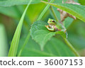 Frog resting with hydrangea leaves 36007153