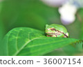 Frog resting with hydrangea leaves 36007154