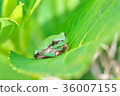Frog resting with hydrangea leaves 36007155