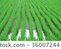 Early summer rice field 36007244