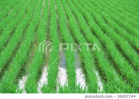 Early summer rice field Early summer rice field 36007244