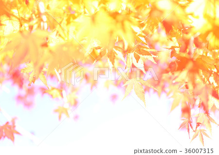 Autumn leaves 36007315