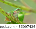 A frog caught on the stem of hydrangea 36007426