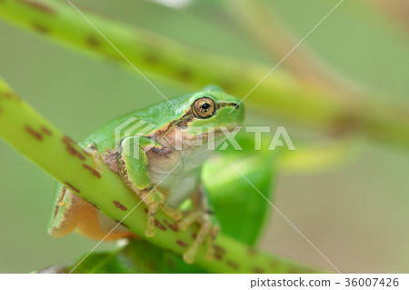 A frog caught on the stem of hydrangea A frog caught on the stem of hydrangea 36007426