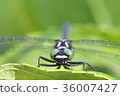 Dragonfly up to the leaf of hydrangea 36007427