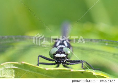 Dragonfly up to the leaf of hydrangea 36007427