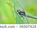Dragonfly up to the leaf of hydrangea 36007428
