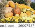 Image of autumn 36007527