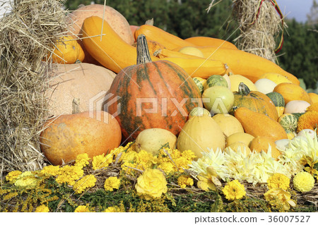 Image of autumn Image of autumn 36007527
