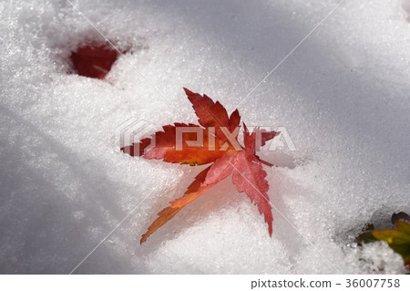 Snow and autumn leaves Snow and autumn leaves 36007758