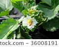草莓花 36008191