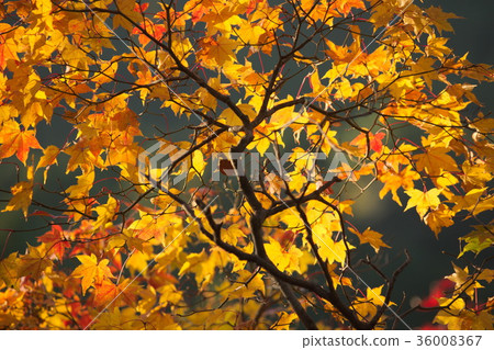 Autumn leaves 36008367