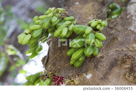 bilimbi, cucumber tree (family Oxalidaceae) on Cub 36008453