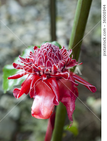 Close up of Torch ginger ( Etlingera elatior, Fami Close up of Torch ginger ( Etlingera elatior, Fami 36008944