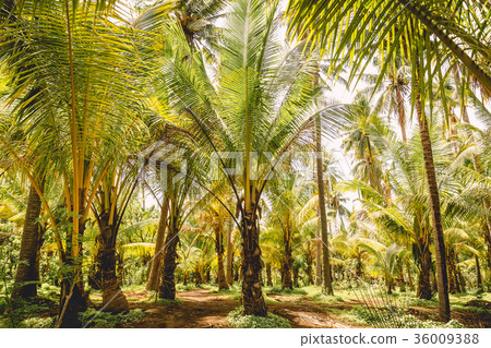 Coconut palms in tropical island. Forest of palms 36009388