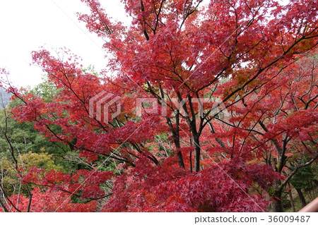 Momiji Valley at Orihime Park 36009487
