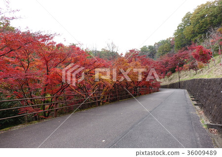 Momiji Valley at Orihime Park 36009489