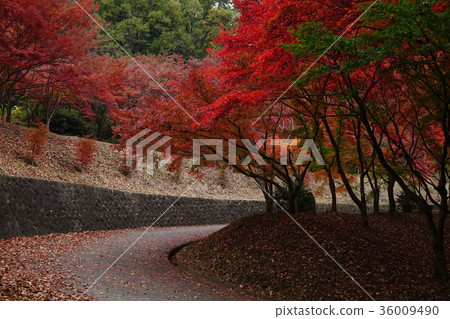 Momiji Valley at Orihime Park Momiji Valley at Orihime Park 36009490