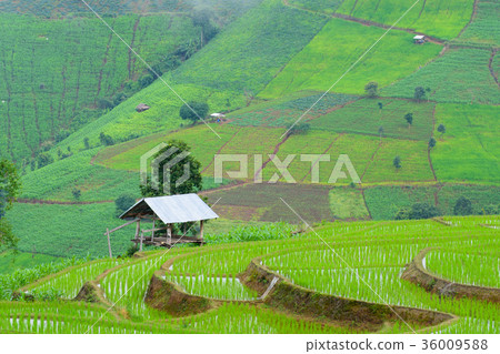 view of green rice fields terrace mountain view of green rice fields terrace mountain 36009588