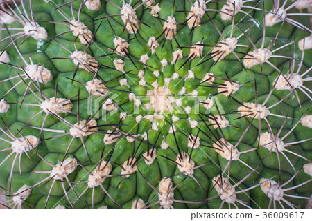 Selective focus close-up top-view shot on Golden  36009617