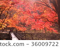 楓葉 36009722