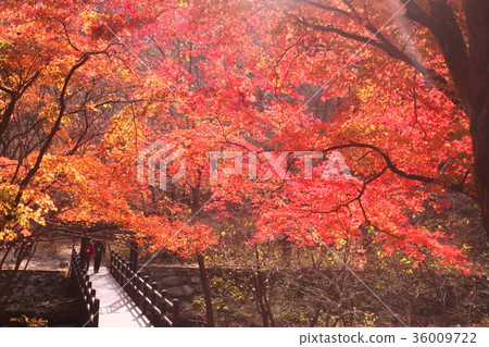 楓葉 36009722