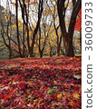 楓葉 36009733