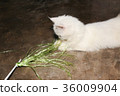 little white Persian cat is playing with plastic 36009904