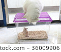 purple plastic cover cage which white Persian cat 36009906