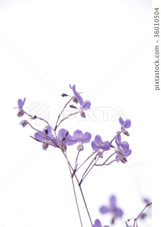 Purple flower field in white background. Purple flower field in white background. 36010504