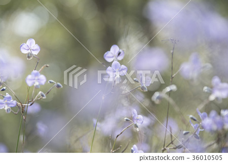 flowers in the pastel color flowers in the pastel color 36010505