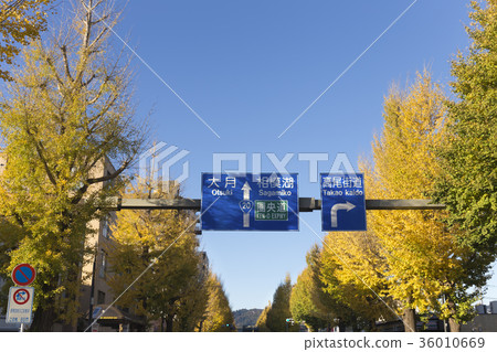 Hachioji Koshu Highway Ginkgo Namiki 36010669