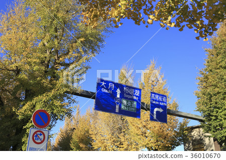 Hachioji Koshu Highway Ginkgo Namiki 36010670