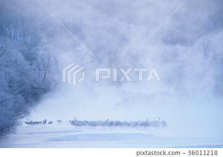 Tancho在日出前的棲息地（北海道） 36011218