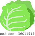 捲心菜 36011515