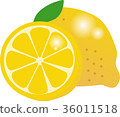 檸檬 36011518