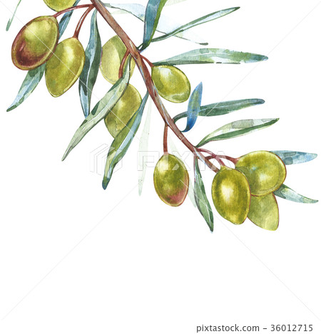 Banners with ripe black and green olives on white Banners with ripe black and green olives on white 36012715