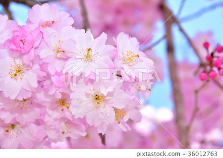 下垂的櫻桃樹 36012763