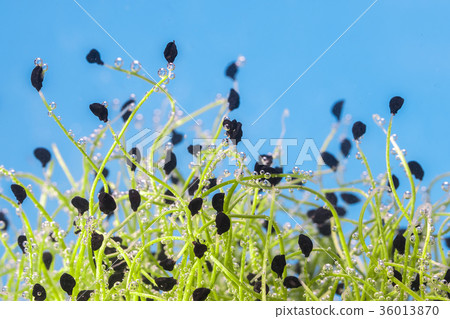 growing microgreens with bubbles on blue 36013870