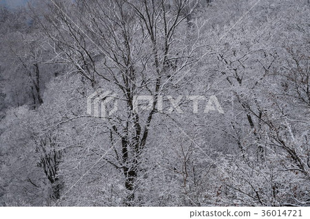 Snow, trees, piled snow 36014721