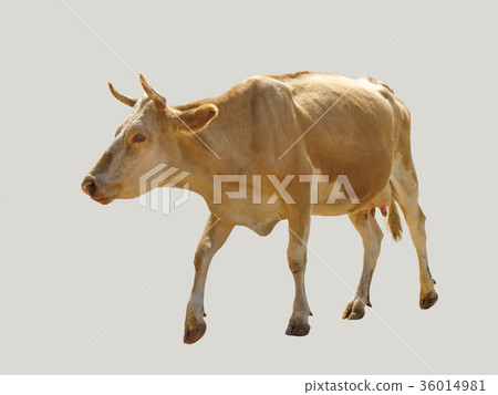 The village cow. 36014981