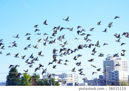 Flock of pigeons to fly Flock of pigeons to fly 36015119