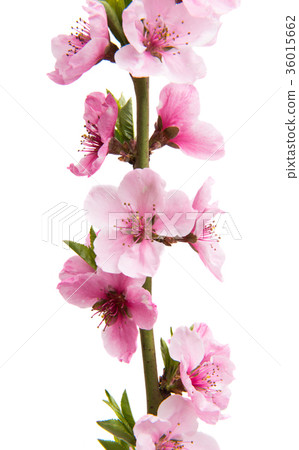 Sakura flowers isolated 36015662