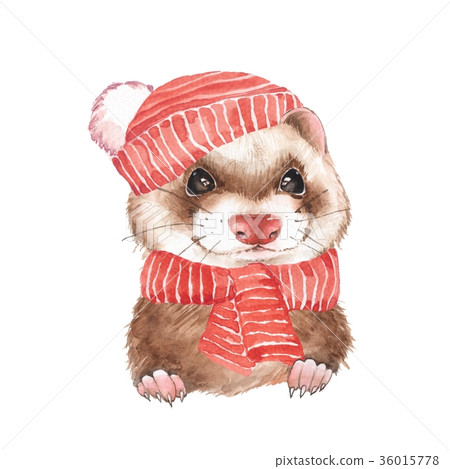 Cute ferret in hat. Watercolor illustration 36015778