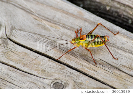 Detail of Bull Bush-Cricket on the Wooden Desk Detail of Bull Bush-Cricket on the Wooden Desk 36015989
